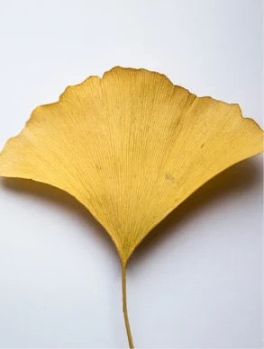 Antioxidant Ginkgo Gel Booster